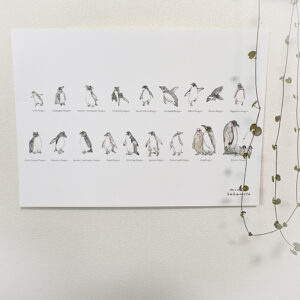 『ペンギン全種類背の順ポスター』それぞれひとふでがきで描いたペンギン全18種類を、正確に背の順に並べたA3サイズのポスターです。