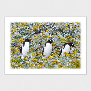 A4/A5写真プリント